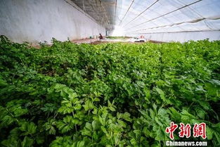 雪域高原綻放綠意 改則縣在海拔4550米成功培育十余種蔬果