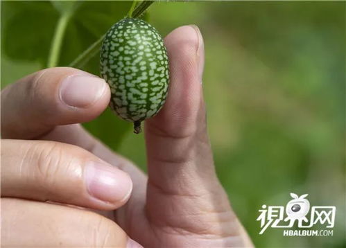 特色果蔬種植助脫貧增收 綠色產(chǎn)業(yè)振興鄉(xiāng)村