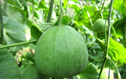 河南尉氏縣 因地制宜發(fā)展果蔬種植，水坡鎮(zhèn)綠寶甜瓜變身“金瓜”