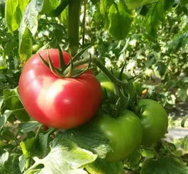 2018年北京農(nóng)業(yè)好基地探訪 密聯(lián)益果蔬種植專(zhuān)業(yè)合作社的苗木種植之道