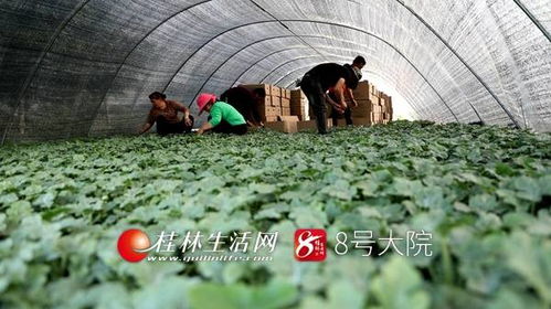新坪幼苗育希望 苗木產(chǎn)業(yè)促增收——荔浦新坪鎮(zhèn)發(fā)展特色苗木培育助農(nóng)致富紀(jì)實(shí)